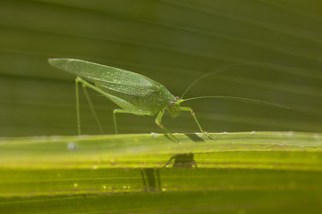Giant Katydid Long Legged Green Leaf Grasshopper