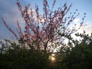 pink blossoming tree with spring sky