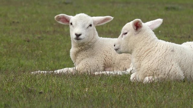 Zwei weiße Lämmer liegen auf der Wiese