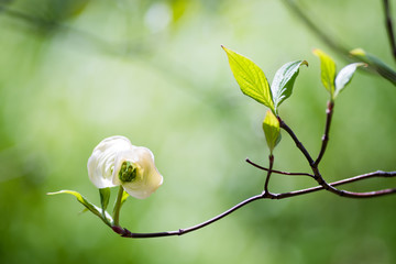 Dogwood flower（ Cornus florida）