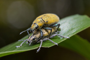 Gold Dust weevill on maiting , Gold-dust weevils' Fertilization. A Kind of Bugs or Insects Fertilization , Bugs Maiting