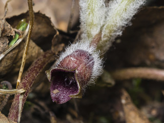 Flower asarum europaeum, wild ginger or hazelwort, macro in the spring forest, selective focus, shallow DOF