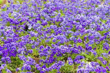 violet flowers in garden