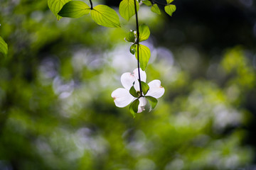 Dogwood flower（ Cornus florida）