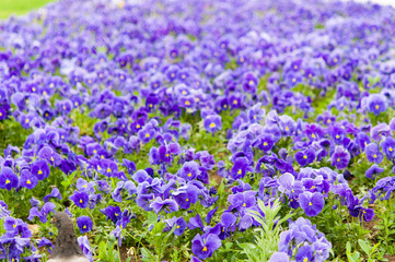 Naklejka premium violet flowers in garden
