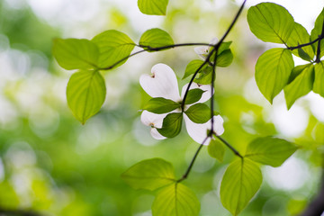 Dogwood flower（ Cornus florida）