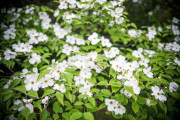 Obraz na płótnie Canvas Dogwood flower（ Cornus florida）