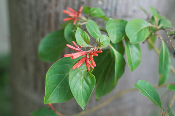 Red spike flowers, selective focus