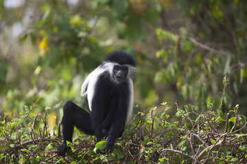 Colobus Monkey