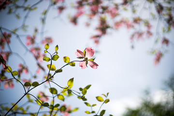 Dogwood flower（ Cornus florida）