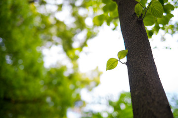 Dogwood leaf