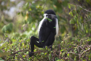 Colobus Monkey