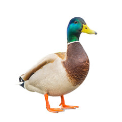 male mallard duck on white background with work paths