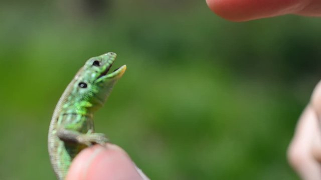 Lizard in hands. Shooting of macro.