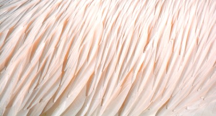 Textur rosa Federkleid - Ausschnitt Pelikan - 