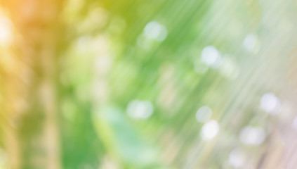 Obraz premium Fresh soft nature green colour bokeh coconut bush tree and sunli