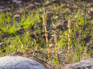 Field or common horsetail, Equisetum arvense, macro with bokeh background, selective focus, shallow DOF