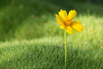 Single yellow daisy in grass