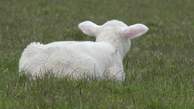 Wei&szlig;es Lamm liegt auf der Wiese