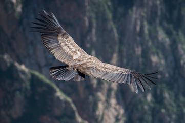 Andean Condor flying, Arequipa, Peru