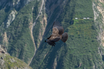Andean Condor flying, Arequipa, Peru