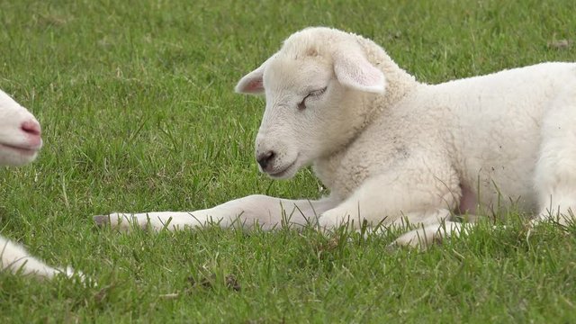 Lamm liegt auf der Wiese und schl&auml;ft