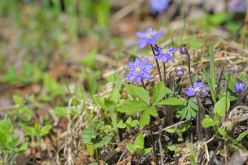 Hepatica flowers in early spring in the forest