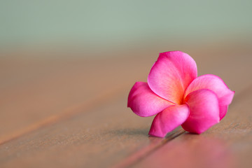 Single frangipani flower background
