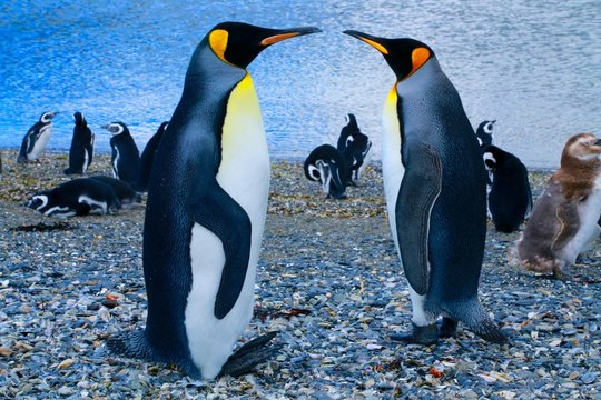 156 Best マゼランペンギン Images Stock Photos Vectors Adobe Stock 156 Best マゼランペンギン Images Stock Photos Vectors Adobe Stock