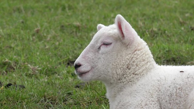 Lamm liegt auf der Wiese und schaut