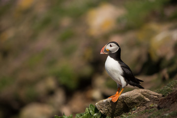 Atlantic Puffin (Fratercula arctica), Saltees Island, Ireland