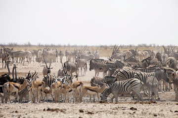huge herds of zebra and antelope at waterhole Etosha, Namibia
