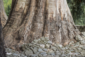 Powerful tree trunk emerging from the ground and breaking the st