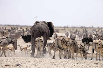 elephants and herds of zebra and antelope wait through the midday heat at the waterhole Etosha, Namibia © vladislav333222