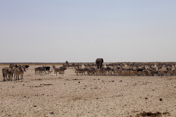 Fototapeta na wymiar elephants and herds of zebra and antelope wait through the midday heat at the waterhole Etosha, Namibia