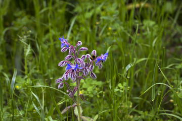 Blue petals flower that grows solitary among grass and a bee fli