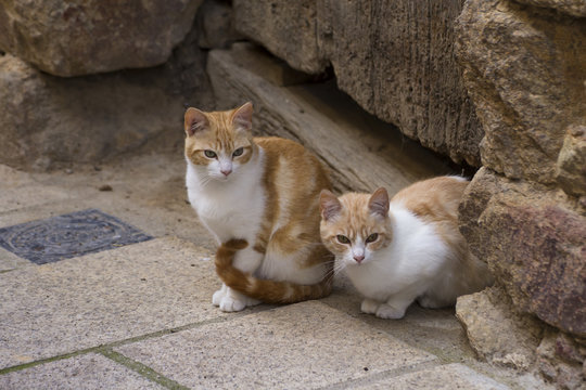 A pair of young beautiful cats sitting on the street of a villag