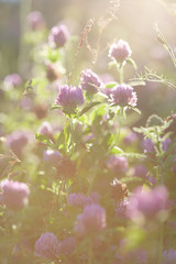 Flowers of clover in the sunset © zagursky