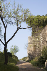 Footpath with Overhanging Tree