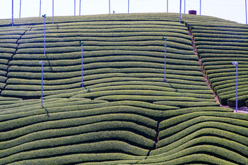 Wazuka tea field,kyoto,tourism of japan