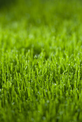 Fototapeta premium Dew On Grass