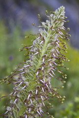 Orquídea silvestre - Hymantoglossum hircinum 3