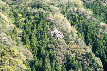 Fototapeta na wymiar Verdure mountain,nara,japan