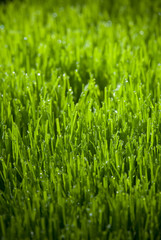 Fototapeta na wymiar Dew On Grass