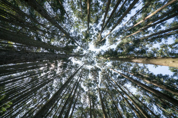 Obraz premium Japanese cedar