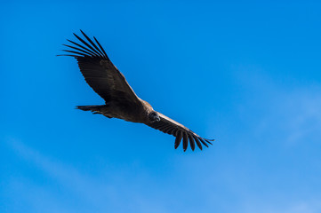 Adean condor flying over Adean Moutain, Colca Canyon, Arequipa,