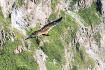 Adean condor flying over Adean Moutain, Colca Canyon, Arequipa,