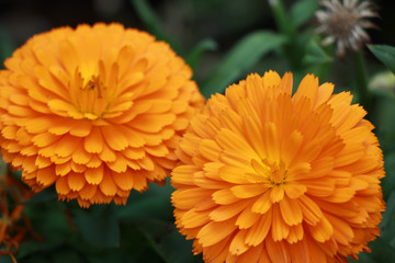 Beautiful colorful winter Flowers