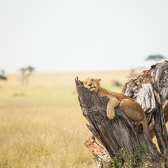 lion in wildlife