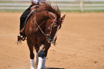 A front view of a rider and horse running ahead